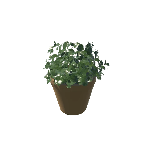 Plant 5